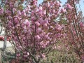 宝鸡櫻花树苗采购价格 宝鸡櫻花树苗育苗基地