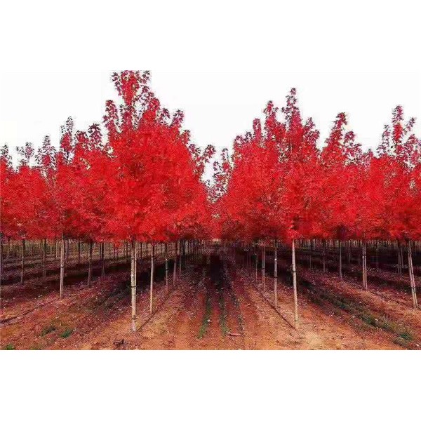 红冠红枫-- 红冠苗木有限公司