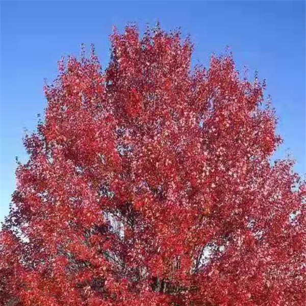 美国红枫—秋火焰-- 红冠苗木有限公司