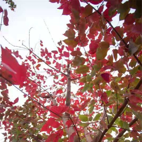 金陵红枫-- 红冠苗木有限公司
