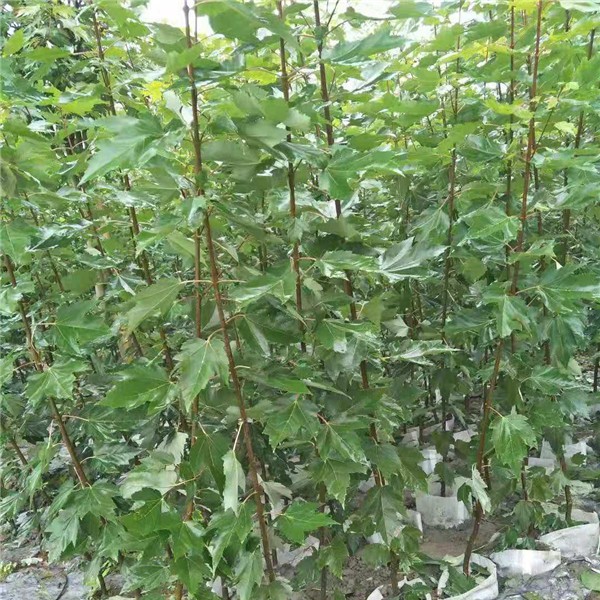 红冠袋苗-- 新品种美国红枫基地