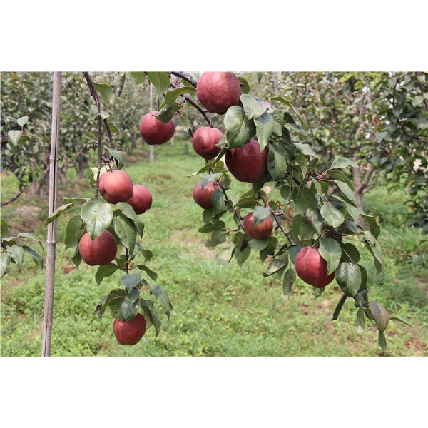 全红梨-- 梨果新品种培育