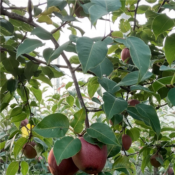 全红梨-- 梨果新品种培育