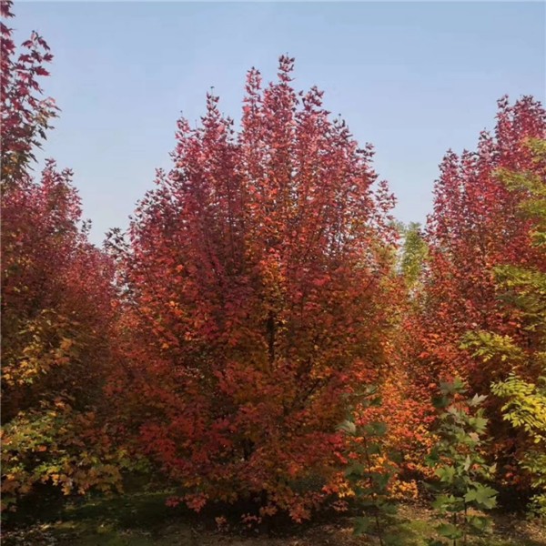 丛生美国红枫-- 绿化苗木种植加销售