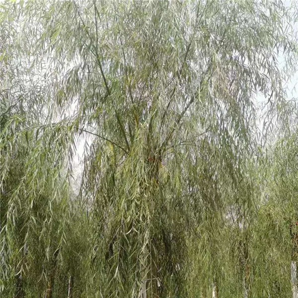 垂柳-- 优质绿化苗木