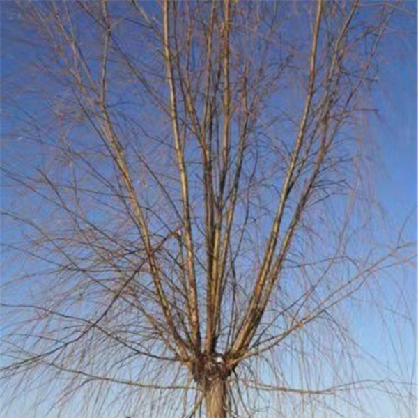 金丝垂柳-- 优质绿化苗木