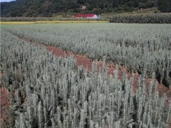 辽宁蓝杉二年苗培育苗圃 辽宁蓝杉工程苗培育苗圃