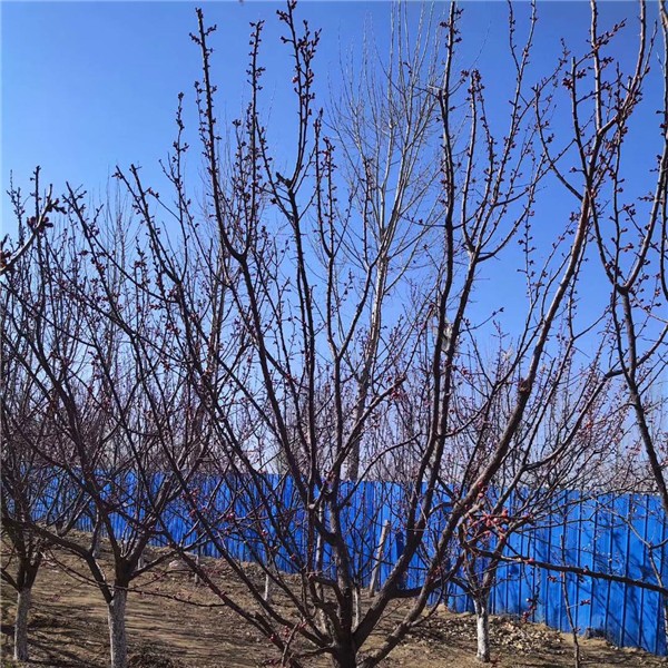 杏树-- 果树苗木基地