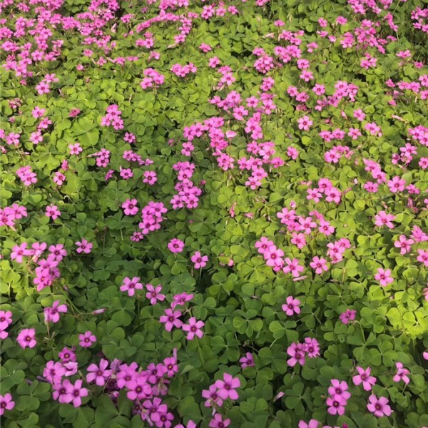 酢浆草-- 草花|花坛花|盆花