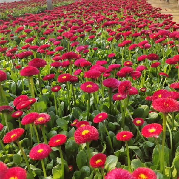 雏菊-- 草花|花坛花|盆花