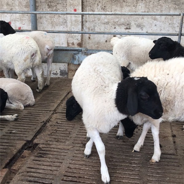 杜泊绵羊-- 珍禽种苗养殖