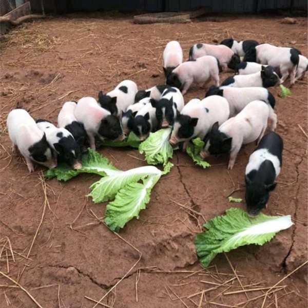 巴马香猪-- 珍禽种苗养殖