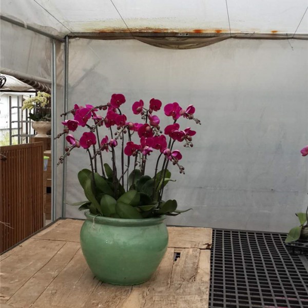 蝴蝶兰组合盆-- 花卉租赁种植
