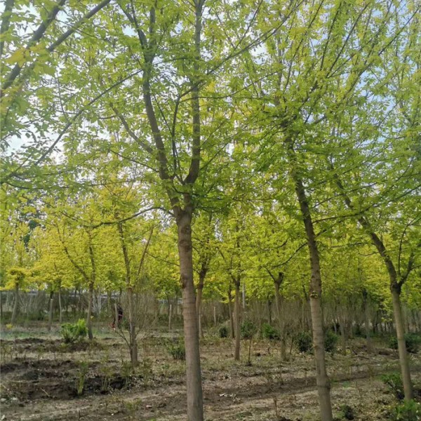 金叶复叶槭-- 优质绿化苗木