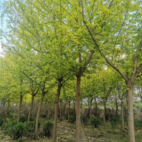 金叶复叶槭-- 优质绿化苗木