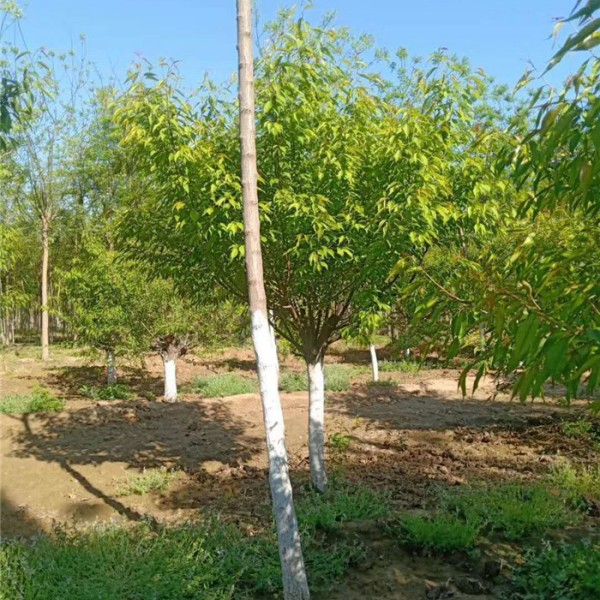 山桃-- 优质绿化苗木