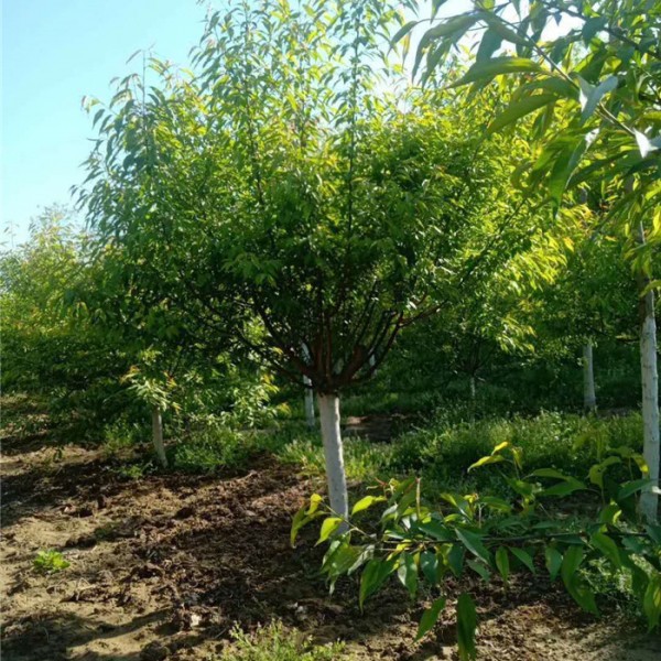 山桃-- 优质绿化苗木