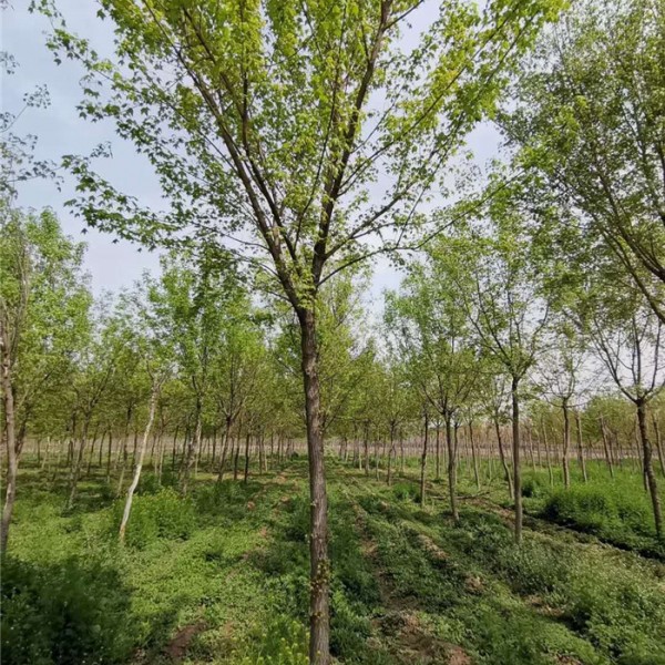 五角枫-- 优质绿化苗木