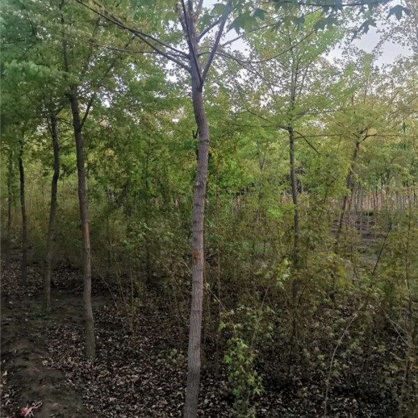五角枫-- 优质绿化苗木