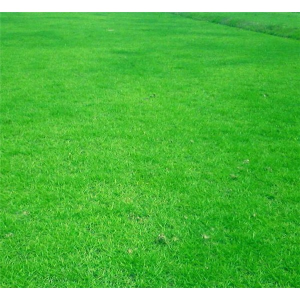 四季青草坪-- 优质绿化草坪基地