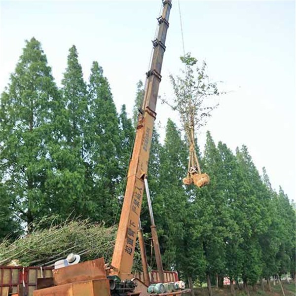 银杏小苗装车-- 银杏苗供应基地