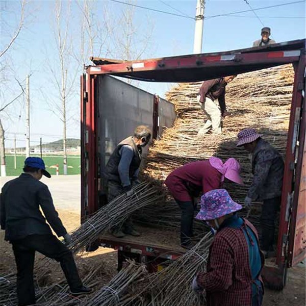 银杏小苗装车-- 银杏苗供应基地