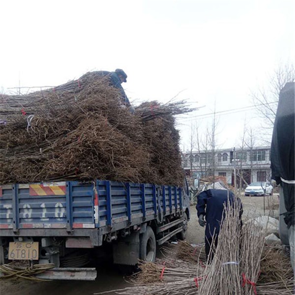 银杏小苗装车-- 银杏苗供应基地