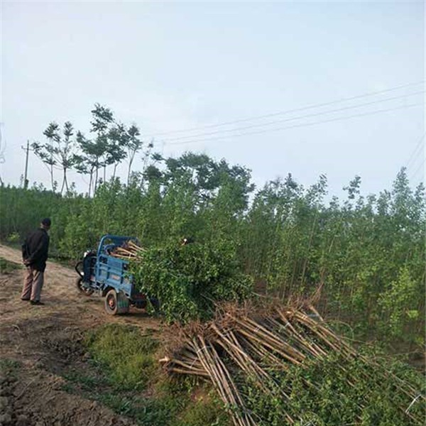 银杏小苗采挖-- 银杏苗供应基地