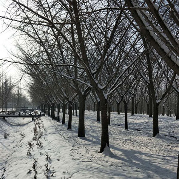 冬季银杏树-- 银杏苗供应基地