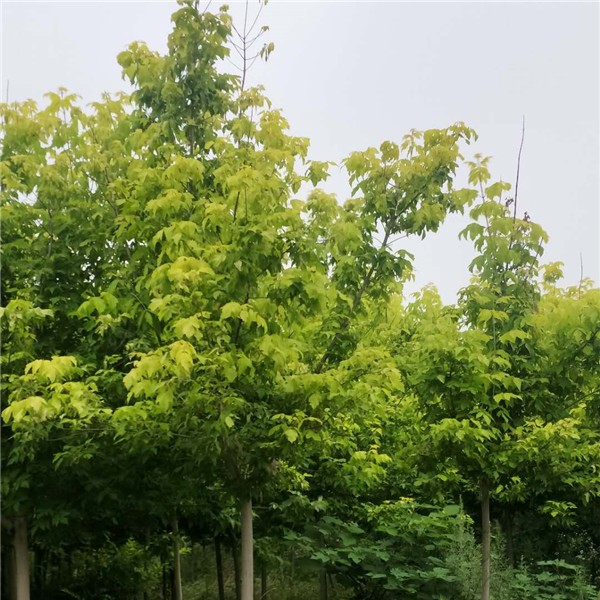 金叶复叶槭-- 优质绿化苗木供应基地