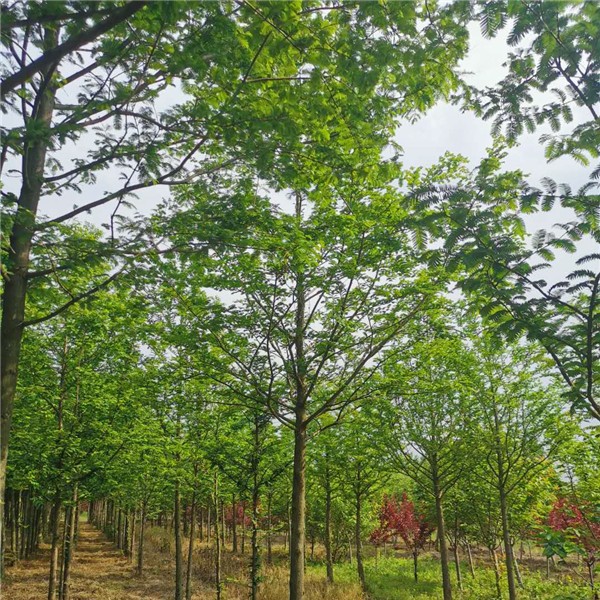 水杉-- 优质绿化苗木供应基地