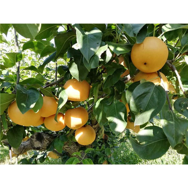 秋月梨-- 优质梨苗供应基地