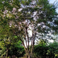 滁州造型朴树供应价格 滁州造型朴树培育基地