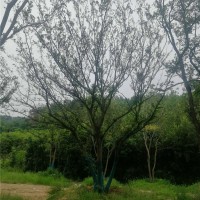 滁州多杆丛生朴树供应价格 滁州多杆丛生朴树培育基地