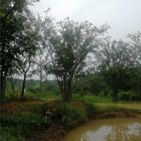 滁州多杆丛生朴树培育基地 滁州多杆
