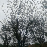 滁州多杆丛生朴树供应价格 滁州多杆丛生朴树培育基地