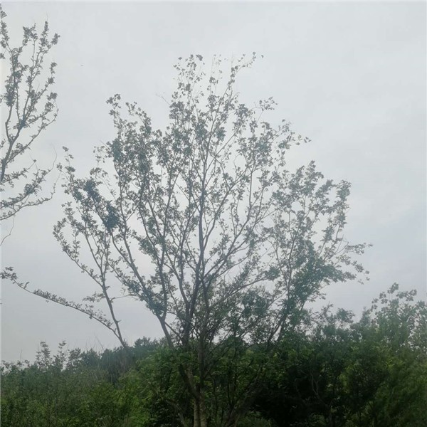滁州单杆朴树培育基地 滁州单杆朴树供应价格-- 滁州市南谯域登阁苗木园艺场