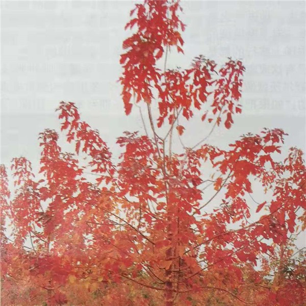 红叶复叶槭-- 美国红枫供应基地