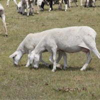 澳洲白绵羊