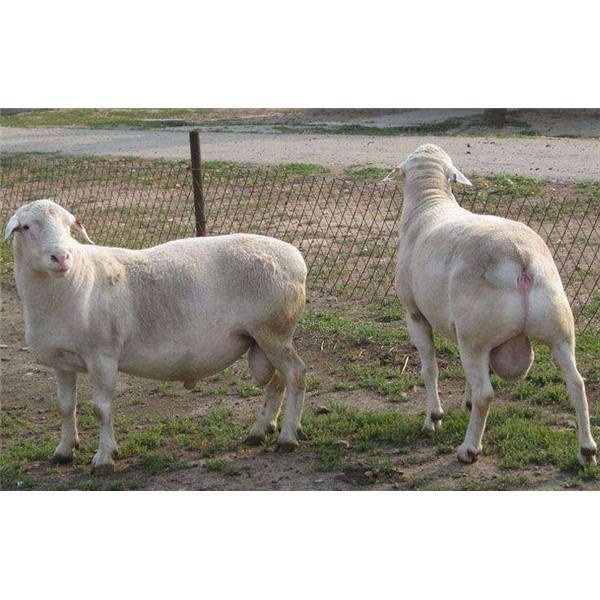 澳洲白绵羊-- 杜泊羊养殖基地