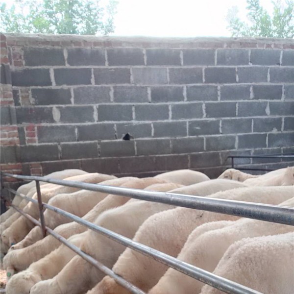 澳洲白绵羊-- 杜泊羊养殖基地
