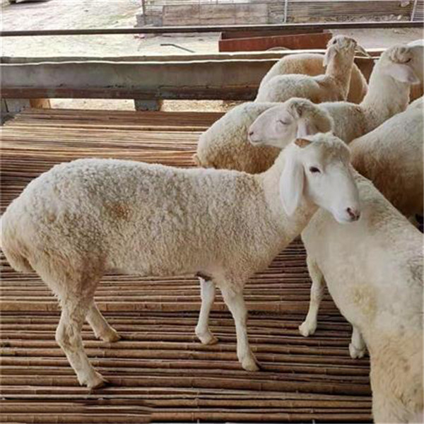 小尾寒羊-- 杜泊羊养殖基地