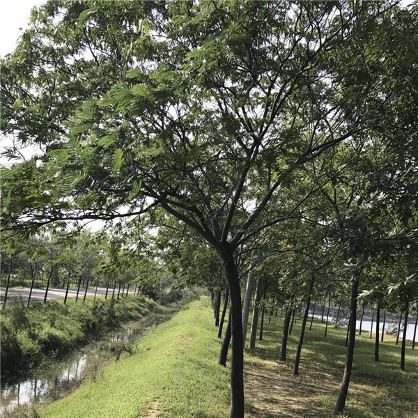 合欢-- 白蜡|白蜡树|造型白蜡树|白蜡树基地