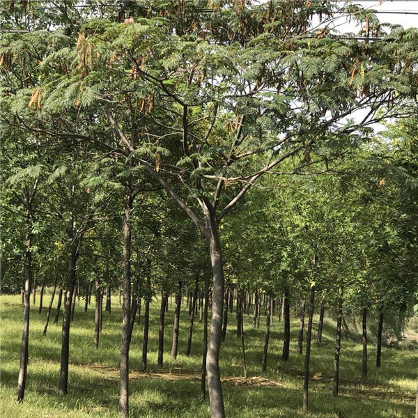 合欢-- 白蜡|白蜡树|造型白蜡树|白蜡树基地