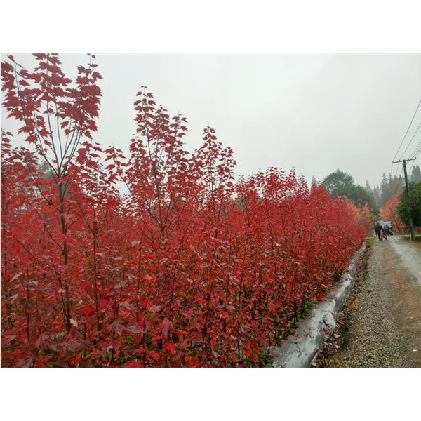 美国红枫-- 新品种美国红枫基地