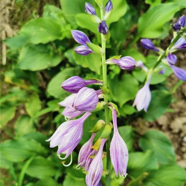紫玉簪-- 鸢尾花基地