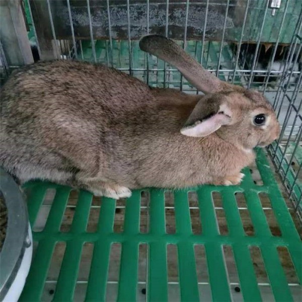 杂交肉兔-- 种兔养殖 