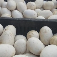 自然散养●品种优良●种蛋均重3.2两以上