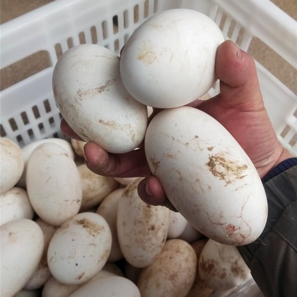 自然散养●品种优良●种蛋均重3.2两以上-- 鹅苗批发