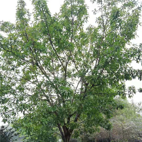 黄葛树（规格：10-30公分）-- 小叶榕价格|羊蹄甲价格